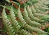 Kép 2/3 - Dryopteris erythrosora / Japán ernyőpáfrány