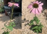 Kép 2/2 - Echinacea purpurea Magnus / Magas kasvirág