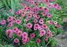 Kép 2/3 - Echinacea purpurea Baby Swan Pink / Törpe Bíbor kasvirág