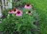 Kép 3/3 - Echinacea purpurea Baby Swan Pink / Törpe Bíbor kasvirág