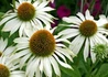 Kép 1/3 - Echinacea purpurea Baby Swan White / Törpe Bíbor kasvirág fehér