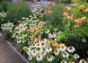 Kép 2/3 - Echinacea purpurea Baby Swan White / Törpe Bíbor kasvirág fehér