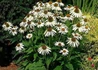 Kép 3/3 - Echinacea purpurea Baby Swan White / Törpe Bíbor kasvirág fehér