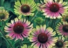 Kép 1/3 - Echinacea purpurea Green Twister / Magas kasvirág