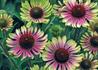 Kép 1/3 - Echinacea purpurea Green Twister / Magas kasvirág