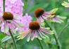Kép 2/3 - Echinacea purpurea Green Twister / Magas kasvirág