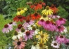 Kép 3/3 - Echinacea purpurea Green Twister / Magas kasvirág