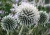 Kép 1/2 - Echinops bannaticus star frost / Szamárkenyér 