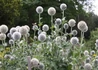 Kép 2/2 - Echinops bannaticus star frost / Szamárkenyér 