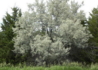 Kép 1/4 - Elaeagnus angustifolia / Keskenylevelű ezüstfa