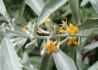 Kép 2/4 - Elaeagnus angustifolia / Keskenylevelű ezüstfa