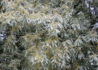 Kép 3/4 - Elaeagnus angustifolia / Keskenylevelű ezüstfa