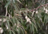 Kép 4/4 - Elaeagnus angustifolia / Keskenylevelű ezüstfa