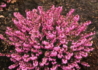 Kép 1/4 - Erica carnea Atrorubra / Alpesi erika Alpesi hanga Mélyrózsaszín