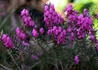 Kép 2/4 - Erica carnea Atrorubra / Alpesi erika Alpesi hanga Mélyrózsaszín