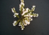 Kép 2/3 - Erica carnea Isabell / Alpesi erika Alpesi hanga Fehér