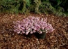 Kép 1/4 - Erica carnea Rosalie / Alpesi erika Alpesi hanga Rózsaszín
