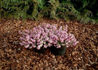 Kép 1/4 - Erica carnea Rosalie / Alpesi erika Alpesi hanga Rózsaszín