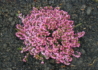 Kép 2/4 - Erica carnea Rosalie / Alpesi erika Alpesi hanga Rózsaszín