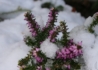 Kép 3/4 - Erica carnea Rosalie / Alpesi erika Alpesi hanga Rózsaszín