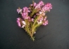 Kép 4/4 - Erica carnea Rosalie / Alpesi erika Alpesi hanga Rózsaszín