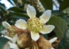 Kép 2/5 - Eriobotrya japonica / Japán naspolya