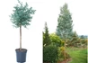 Kép 2/2 - Eucalyptus gunnii Azura / Havasi eukaliptusz Azura