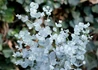 Kép 1/2 - Eucalyptus gunnii Azura / Havasi eukaliptusz Azura