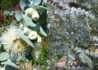 Kép 1/2 - Eucalyptus pulverulenta Baby Blue / Kék Lombú Eukaliptusz