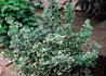 Kép 1/3 - Euonymus fortunei Emerald Gaiety / Fehértarka kúszó kecskerágó