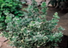 Kép 1/3 - Euonymus fortunei Emerald Gaiety / Fehértarka kúszó kecskerágó