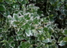 Kép 2/3 - Euonymus fortunei Emerald Gaiety / Fehértarka kúszó kecskerágó