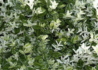 Kép 2/3 - Euonymus fortunei Harlequin / Törpe kecskerágó