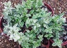 Kép 3/3 - Euonymus fortunei Harlequin / Törpe kecskerágó