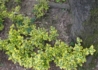 Kép 3/3 - Euonymus fortunei Sunshine / Sárgatarka kúszó kecskerágó