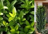 Kép 1/2 - Euonymus japonicus Green spire / Oszlopos japán kecskerágó