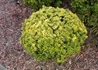 Kép 2/3 - Euonymus japonicus Microphyllus Aureovariegatus / Kislevelű japán kecskerágó