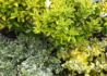 Kép 3/3 - Euonymus japonicus Microphyllus Aureovariegatus / Kislevelű japán kecskerágó
