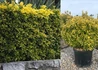 Kép 1/2 - Euonymus japonicus Ovatus Aureus / Sárgatarka Japán kecskerágó