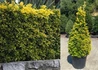 Kép 1/2 - Euonymus japonicus Ovatus Aureus / Sárgatarka Japán kecskerágó