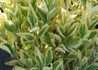 Kép 1/2 - Euonymus japonicus bravo / Fehértarka japán kecskerágó