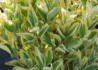Kép 1/2 - Euonymus japonicus bravo / Fehértarka japán kecskerágó