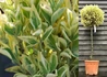 Kép 1/3 - Euonymus japonicus bravo / Fehértarka japán kecskerágó