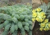Kép 1/2 - Euphorbia myrsinites / Délszaki Kutyatej