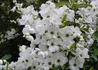 Kép 2/3 - Exochorda racemosa / Fürtös gyöngycserje