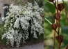 Kép 3/3 - Exochorda racemosa / Fürtös gyöngycserje
