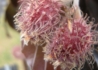Kép 3/3 - Fagus sylvatica purpurea Tricolor / Tarka levelű bükk