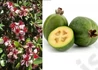 Kép 3/3 - Feijoa sellowiana / Mirtuszdió vagy Acca sellowiana