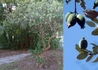 Kép 2/3 - Feijoa sellowiana / Mirtuszdió vagy Acca sellowiana