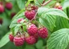 Kép 1/3 - Raspberry Fertődi Zamatos / Fertődi Zamatos Málna